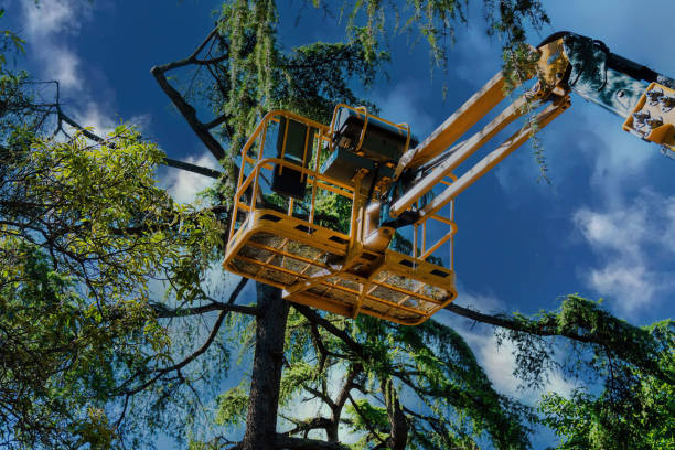 Best Professional Tree Care  in USA